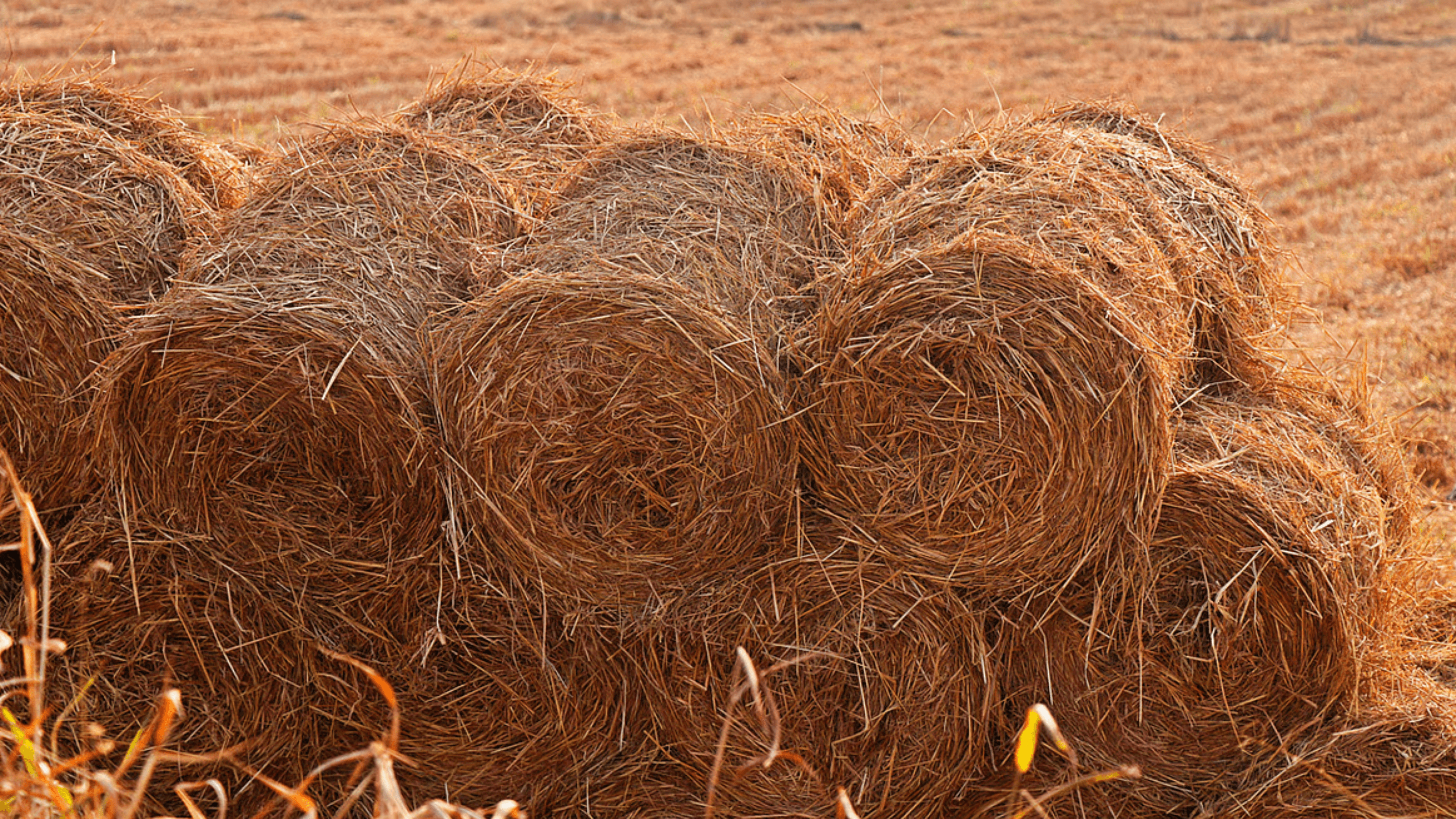 Raw Material Collection